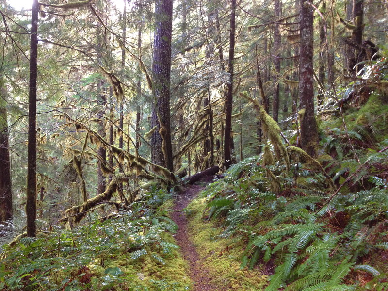 Hillockburn Trail